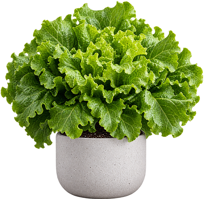 Green plant in a white pot