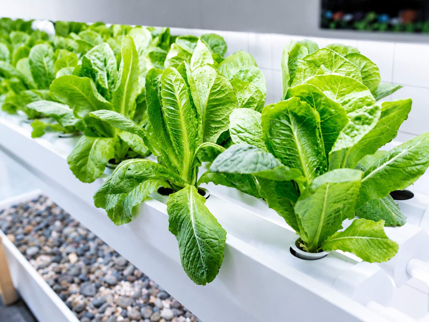 Hydroponic Store