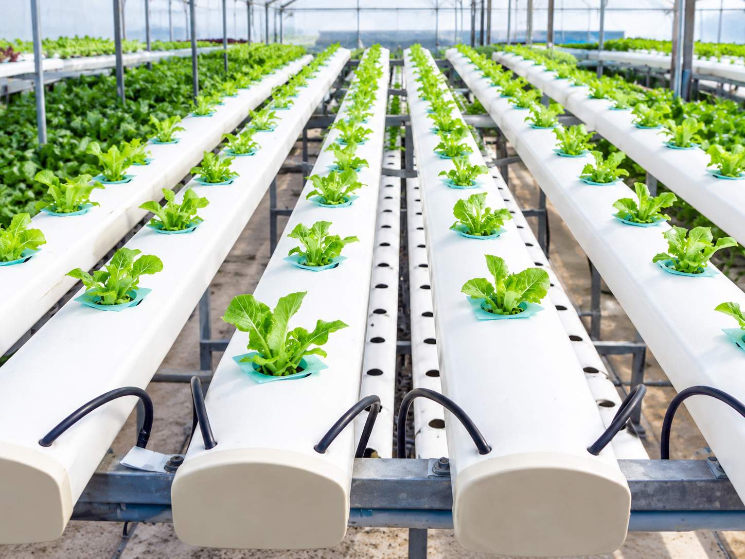 Hydroponic Kits Supplier