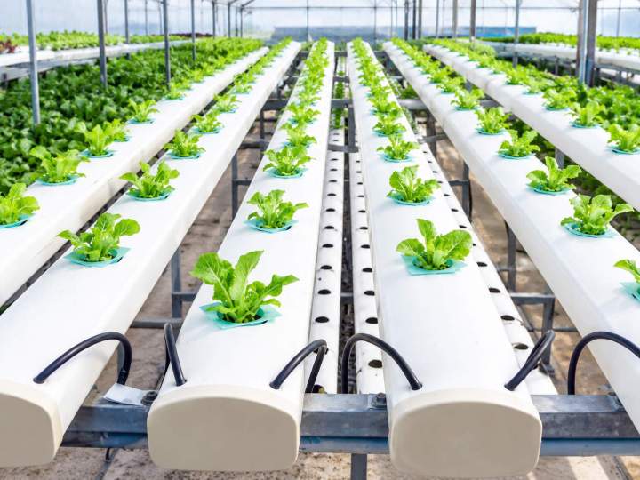 Lilydale’s leading supplier of complete, easy-to-use indoor hydroponic kits.