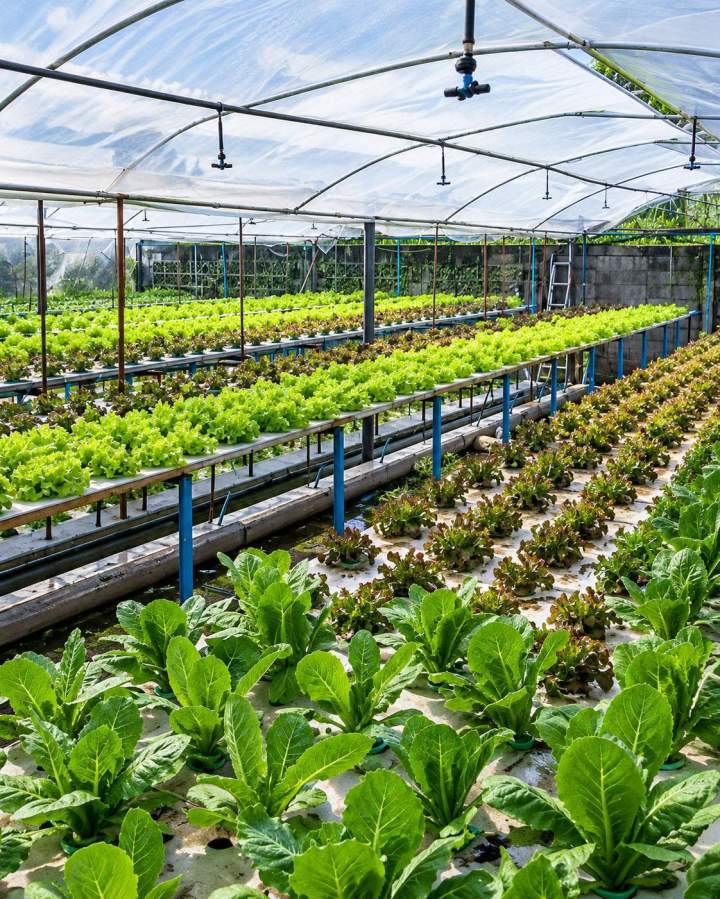 Hydroponic Kits Provider Lilydale