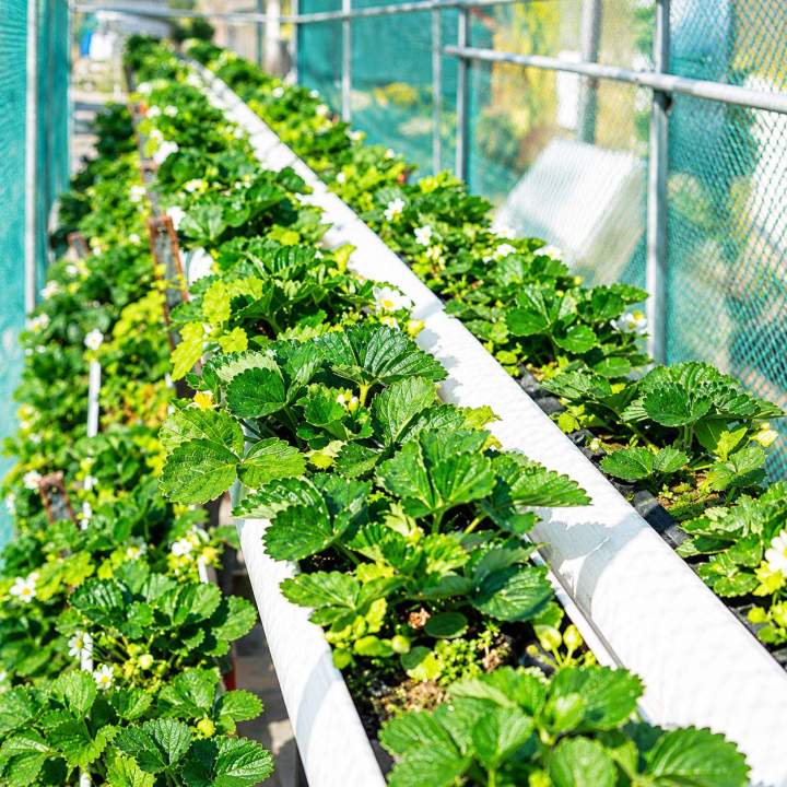 Hydroponic Equipment Supplier Lilydale